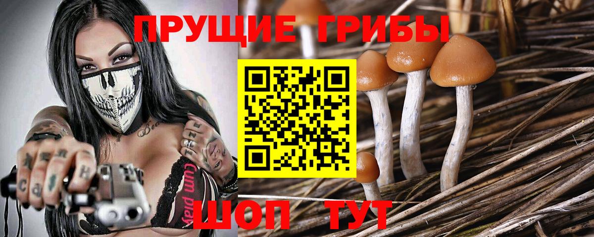 Псилоцибиновые грибы мицелий  Вход с VPN  Ставрополь 